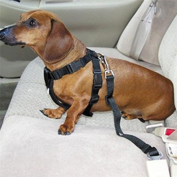 Dog Safety Belts